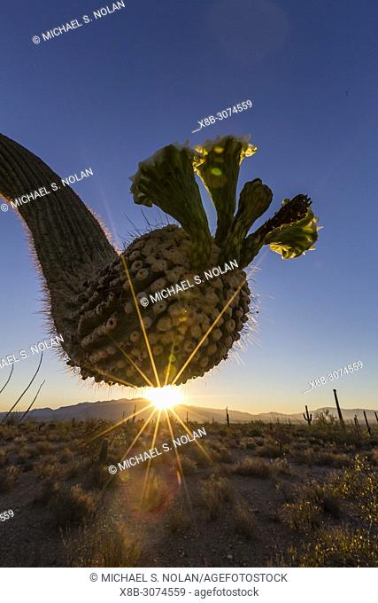 Sunrise on saguaro cactus in bloom, Carnegiea gigantea, Sweetwater Preserve, Tucson, Arizona, USA