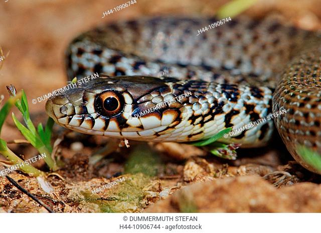 Balkan whip snake, whip snake, racer, colubrid, colubrids, Hierophis gemonensis, snake, snakes, reptile, reptiles, portrait, protected, endangered, Greek