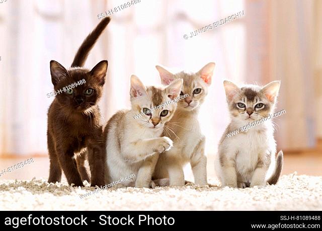Burmese cat. Four kittens on a carpet an apartment. Germany