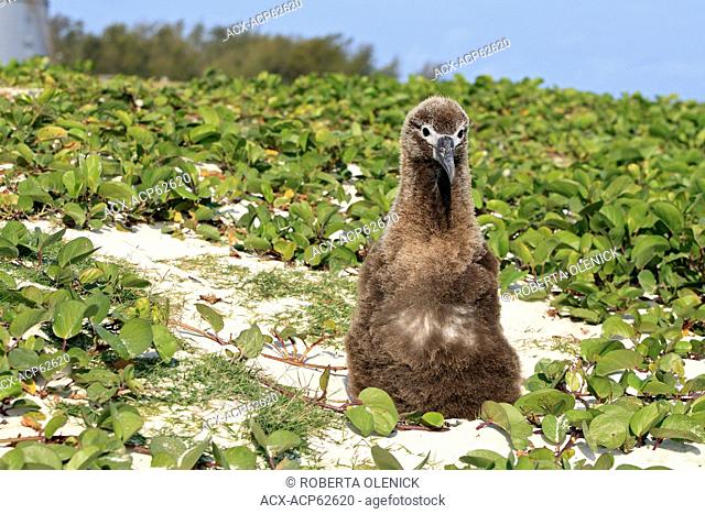 Laysan albatross (Phoebastria immutabilis), chick, among beach morning glory (Ipomea pes-caprae), Sand Island, Midway Atoll National Wildlife Refuge