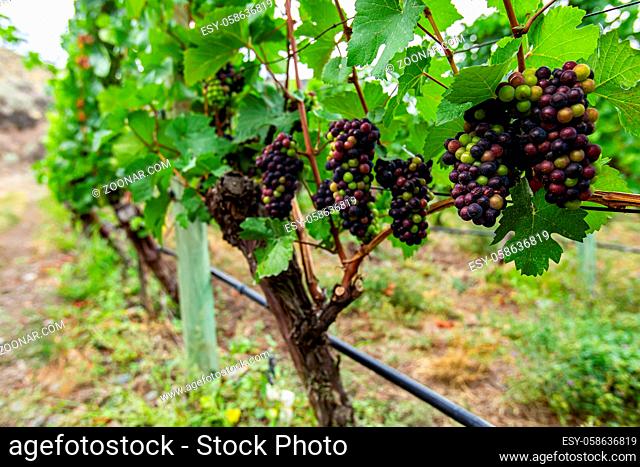 unripe fresh red bunch of grapes small fruits and leaves close up and selective focus view, branches in the vineyard background with copy space