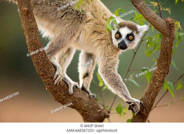 Ring-tailed Lemur male (Lemur catta) scent marking. Berenty Private Reserve, Madagascar. Oct 2008