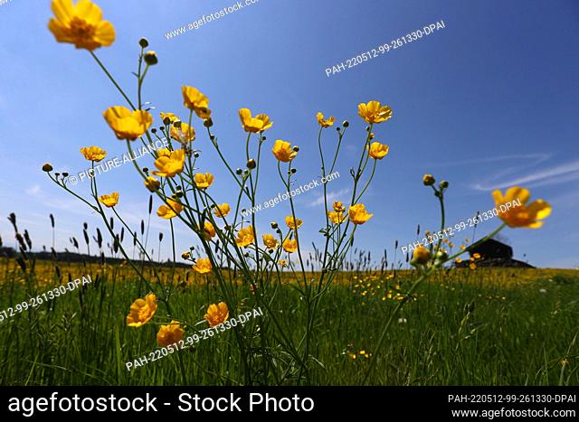 12 May 2022, Bavaria, Landsberg am Lech: Buttercups stand on a flower meadow in the sunshine. Photo: Karl-Josef Hildenbrand/dpa