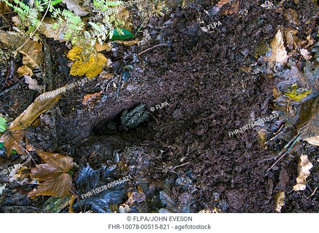 Eurasian Badger Meles meles droppings in scraped dung pit, Beeston Castle, Tarporley, Cheshire, England, November
