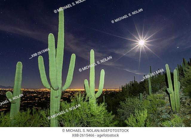 Giant saguaro cactus, Carnegiea gigantea, under full moon in the Catalina Mountains, Tucson, Az, U. S. A