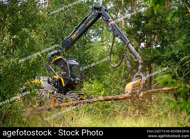 19 July 2023, Saxony-Anhalt, Haldenslenben: A harvester works its way through the thicket to remove the trunks of pines infested by the pine bark beetle