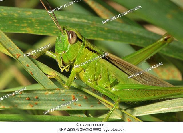 Leek Grasshopper Meiosthesus alliaceus (male, portrait), Lac-du-Maine, Loire Valley, France, August