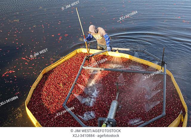 South Haven, Michigan - Workers harvest cranberries at DeGRandchamp Farms. The cranberry bog is flooded allowing the floating fruit to be collected