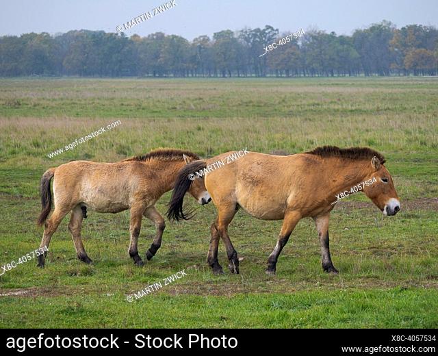 Przewalskis Horse or Takhi (Equus ferus przewalskii) on a free range area in the Hortobagy National Park, which is listed as UNESCO world heritage site