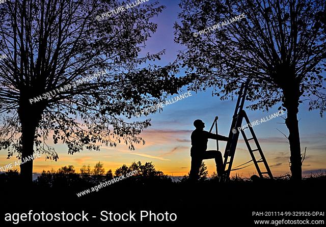 13 November 2020, Brandenburg, Petersdorf: A man wants to cut branches off a lime tree at sunset. At regular intervals, about every 2 to 3 years