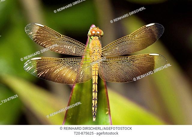 Dragonfly, Odonata, Peleliu Island, Micronesia, Palau
