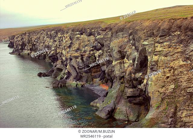 Plot of giant (15 km, 220 thousand guillemots) seashore bird colony on Southern island, Novaya Zemlya. Barents sea