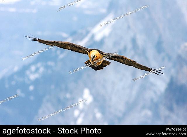 Bearded vulture, Gypaetus barbatus, in flight at Ordesa and monte perdido national park, Huesca Province, Aragon, Pyrenees, Spain