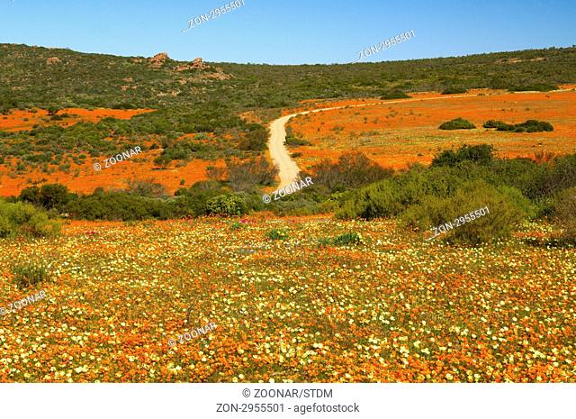 Orangefarbene Blütenteppiche im Skilpad Wildblumen Naturreservat während der Frühlingsblüte, Kamieskroon, Namakwaland, Nordkap