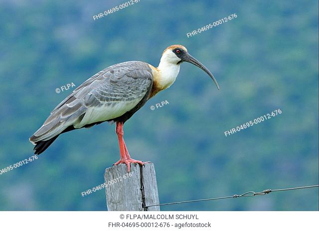Buff-necked Ibis Theristicus caudatus adult, standing on fencepost, Rupununi, Guyana