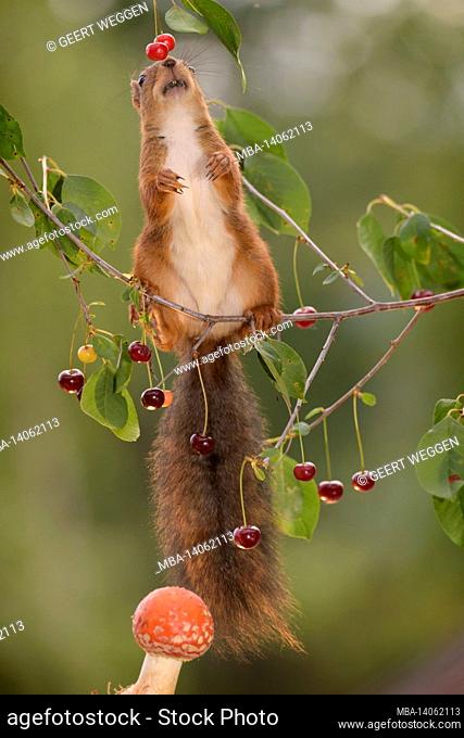 red squirrel is standing on branch with cherries