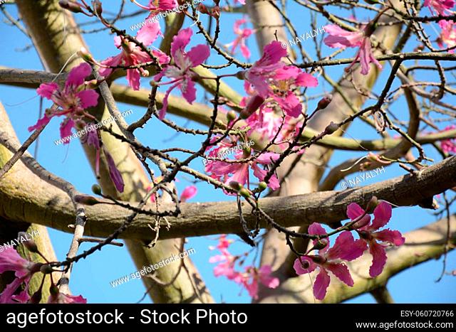 Pink flowers of Ceiba speciosa, silk floss tree, natural floral background