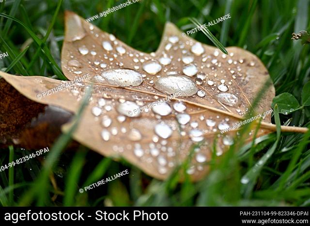 04 November 2023, Bavaria, Munich: Raindrops have collected on a fallen leaf in a meadow. The weather in Bavaria is expected to remain changeable