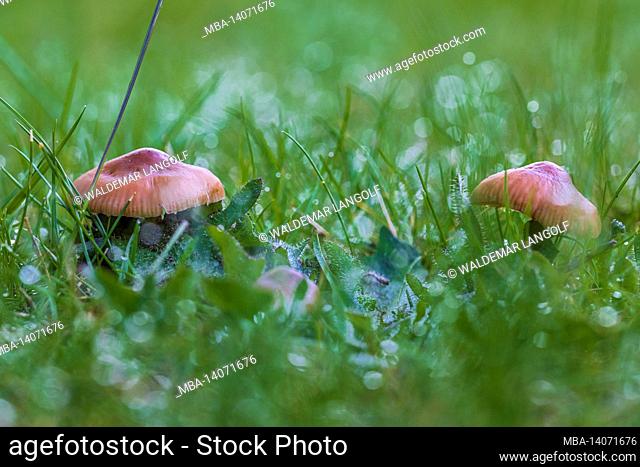 the inconspicuous world, close up of mushrooms