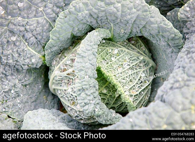 Cabbage in the garden, private farm - savoy cabbage after watering. French garden vegetables