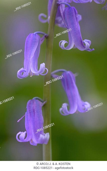 Common Bluebell (Hyacinthoides non-scripta)