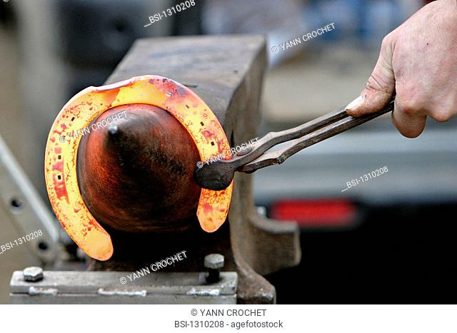 Itinerant blacksmith farrier : the hoof is plunged in a oven to remodel it to the exact size of the hoof Oise, Picardy, France