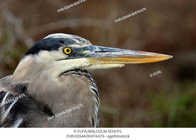 Great Blue Heron Ardea herodias Close-up of head and beak - Galapagos