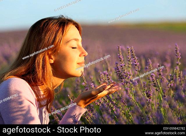 Side view portrait of a relaxed woman smelling lavender flowers in a field at sunset