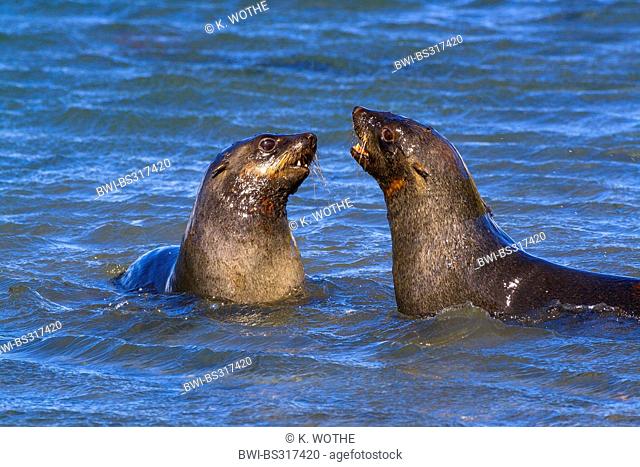 Antarctic fur seal (Arctocephalus gazella), two seals fighting in shallow water, Suedgeorgien
