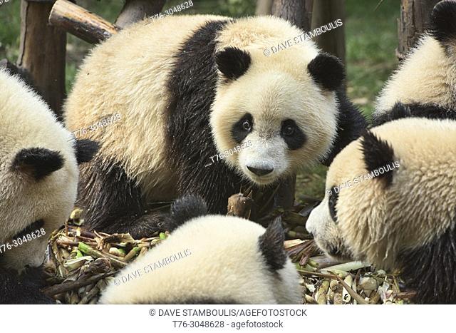 Giant pandas eating bamboo at the Chengdu Research Base of Giant Panda Breeding in Chengdu, Sichuan, China
