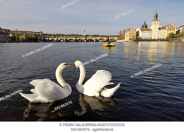Cisnes en el ri'o Moldava; Praga; Republica Checa