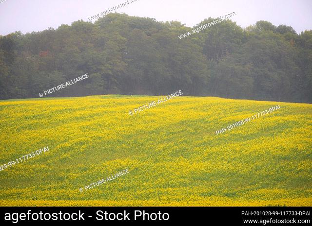 16 October 2020, Brandenburg, Reichenow-Möglin/Gt Herzhorn: White mustard (yellow mustard) grows in a meadow during light land rain