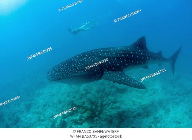 Skin Diving with Whale Shark, Rhicodon typus, Indian Ocean, Maldives