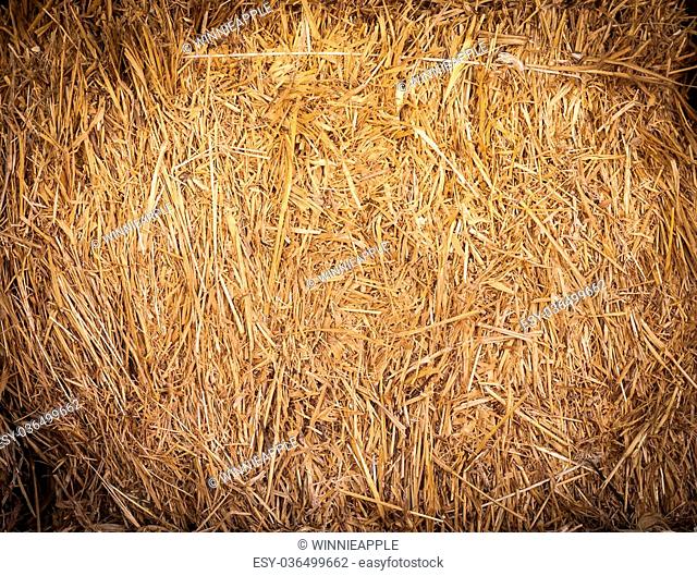 The closeup of rice straw texture background