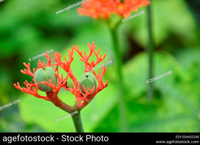 Jatropha podagrica is a species of plants known by several English common names, including bottleplant shrub and gout plant