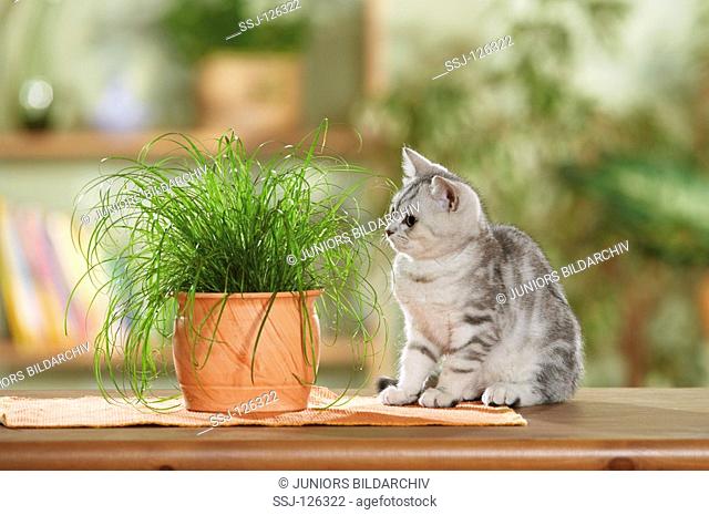 British Shorthair kitten next to cats' grass restrictions:Tierratgeber-Bücher / animal guidebooks