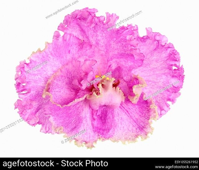 Texture of a pink terry violet single flower. Isolated on white. Top view macro studio shot