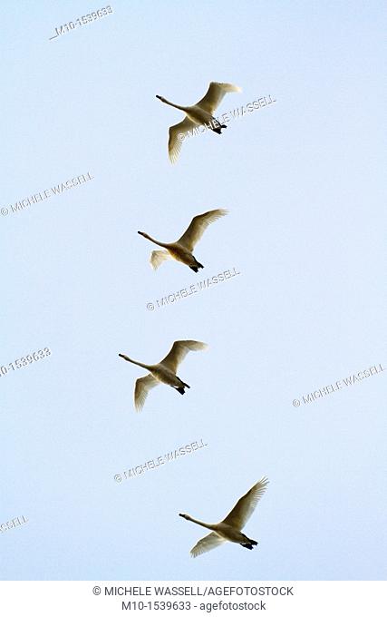 Snow Geese flying