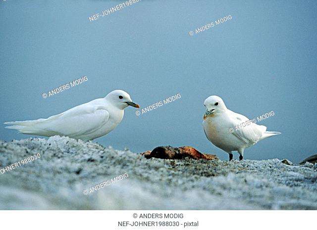 Two seagulls