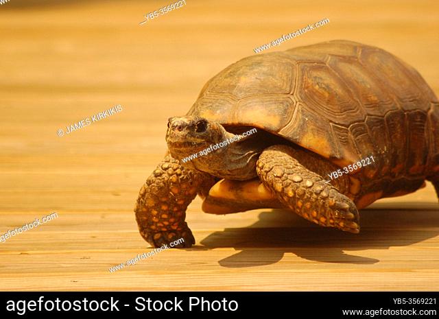 A turtle prances his way across a stage during an animal demonstration