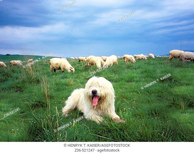 Sheepdog guards sheeps in Tatras Mt Poland