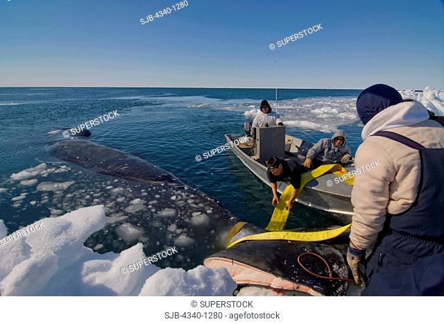 Inupiaq Subsistence Whalers Haul in a Bowhead Whale Catch