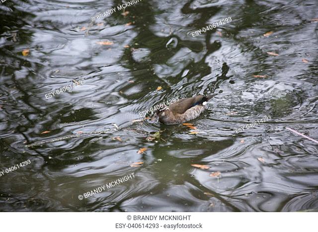 Female ringed teal duck (Callonetta leucophrys) swimming slowly