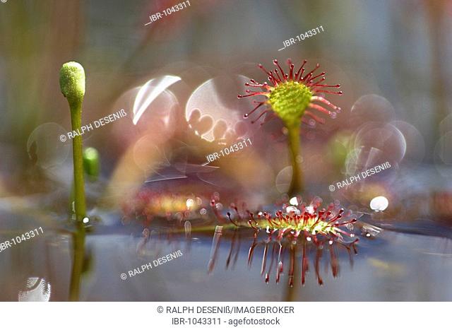 Spoonleaf Sundew (Drosera intermedia) and reflexes in the water, Huvenhoopsmoor, Lower Saxony, Germany, Europe