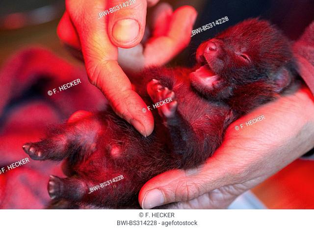 raccoon dog (Nyctereutes procyonoides), upbringing by hand orphaned pup becoming belly massage to promote digestion, Germany