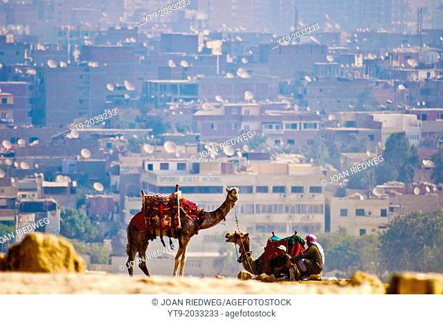 Camels resting in the city of Cairo in the background