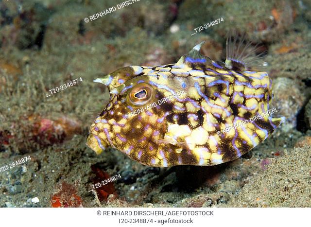 Thornback Boxfish, Lactoria fornasini, Ambon, Moluccas, Indonesia