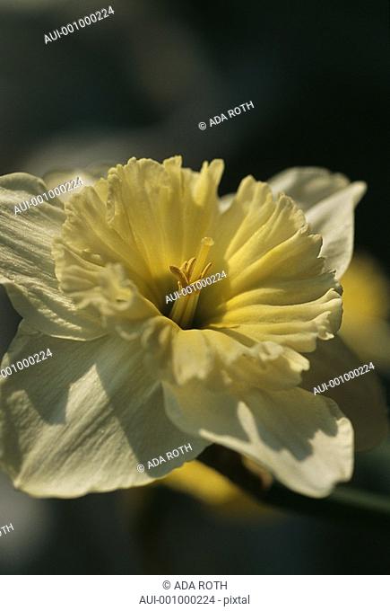 Narcissus - pale yellow frills and glowing communication with sun rays