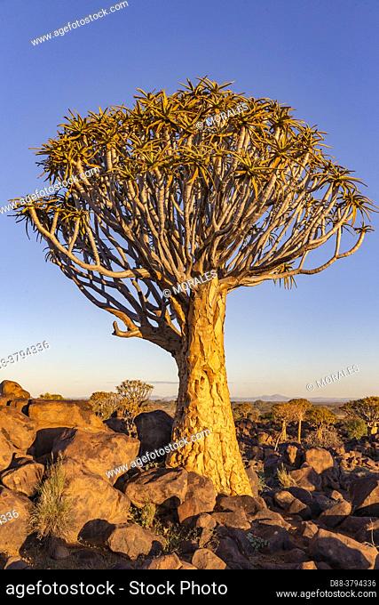 Africa, Namibia, Karas region, Keetmanshoop, Gariganus farm, Quivertree forest or quiver tree (Aloidendron dichotomum)