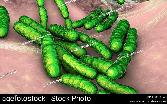 Lactobacillus bacteria, computer illustration. This is the main component of the human small intestine microbiome